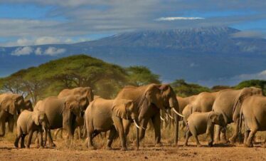 3 Days Amboseli National Park