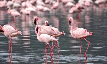 12 Days kenyan safari