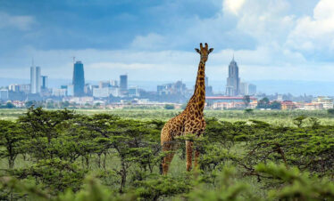 Nairobi National Park Half-Day Tour
