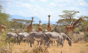 6 Days Samburu-Nakuru-Amboseli Safari