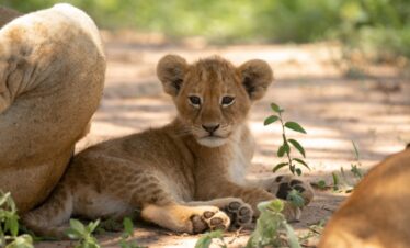 15 Days Kenyan Safari Bush and Beach Safari