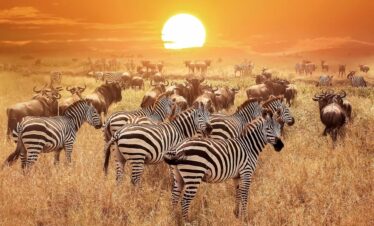 9 Days Arusha, Manyara, Serengeti, Ngorongoro & Tarangire Safari