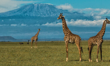 5 Days Kenyan Safari Luxury Tsavo-Amboseli