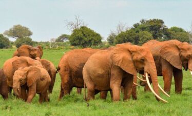3 Days Kenyan Safari Tsavo East
