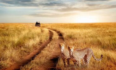 8 Days Kenya and Tanzania Safari