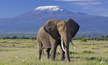 4 Days Kenyan Safari Tsavo – Amboseli