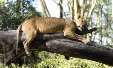 12 Days Kenya and Tanzania