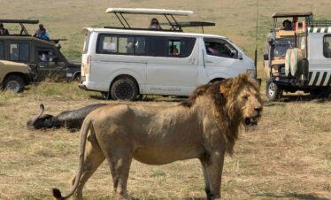 4 Days Kenyan Safari Mara -Nakuru