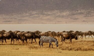 3 Days Kenyan safari