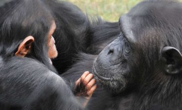 Ol Pejeta Conservancy & Chimpanzee Sanctuary Full Day Tour