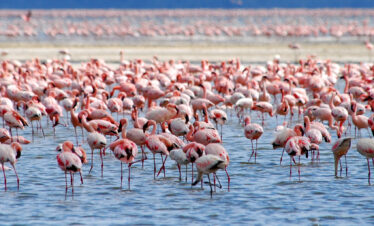 Day trip to Lake Nakuru National park