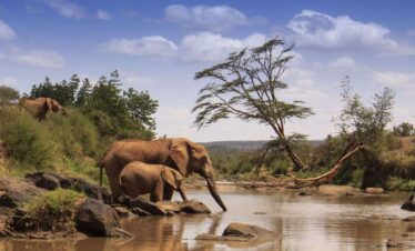 7 Days Kenyan Experience