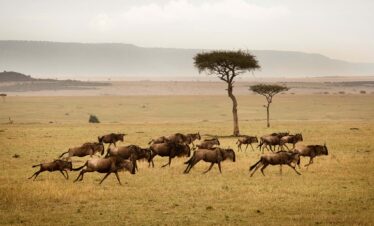10 Days Kenyan Safari Bush and Beach Safari