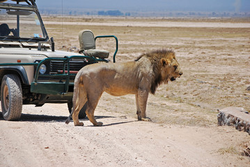 Amboseli Safari