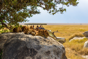 Kenya Safari Cost