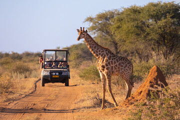 Kenya and Tanzania Safari
