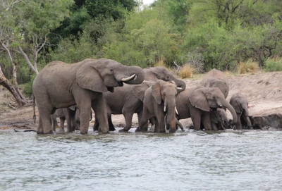 Kenyan Safari Bush and Beach Safari