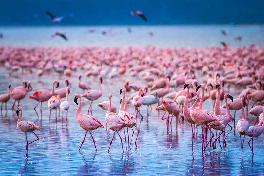 Facts about lake Nakuru national park