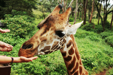 Giraffe Manor Safari