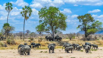 Hotels and Lodges in Ruaha National Park