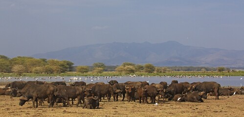 Lake Manyara National Park Activities