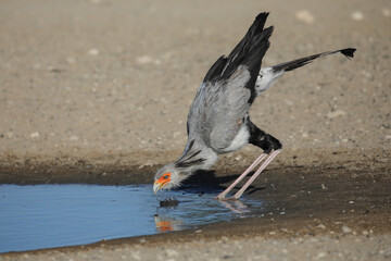 Secretary Bird Safari