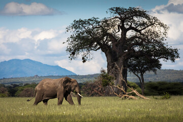 Tarangire National Park