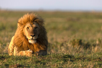 Small Group Safari Tours-Mara Triangle Safaris