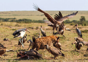 Birding Tour Safari Kenya