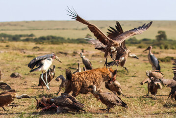 Birding Tour Safari Kenya