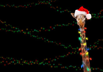 Christmas Safari Kenya