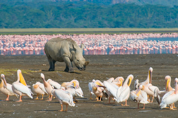 Birding Safari Tour in Kenya