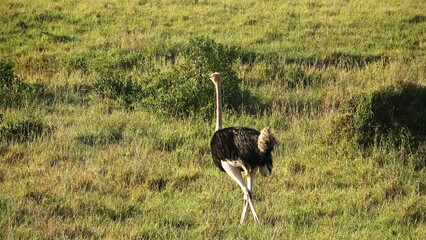 Birding Safari Tour in Kenya