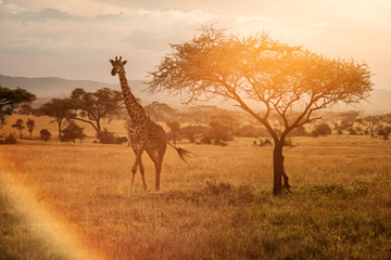 14-Day Kenya and Tanzania Safari in December