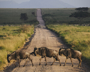 14-Day Kenya and Tanzania Safari in December