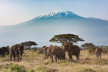 14-Day Kenya and Tanzania Safari in December