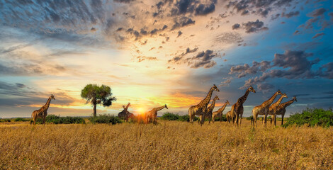 14-Day Kenya and Tanzania Safari in December